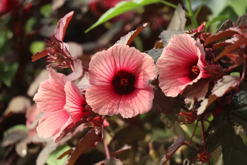 Hibiscus acetosella