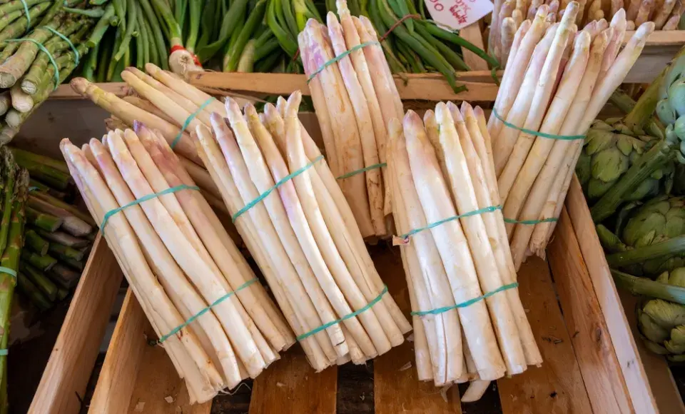 Chřest lékařský (Asparagus officinalis)