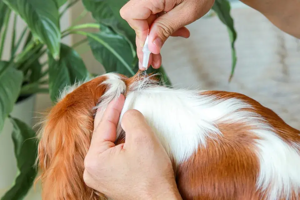 Repelentní rostliny