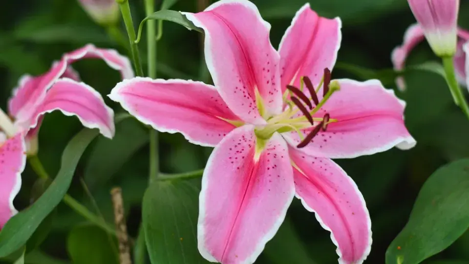 Lilie královská (Lilium regale)
