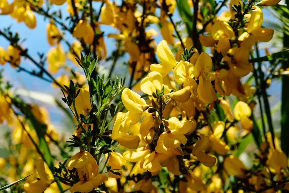 Janovec metlatý (Cytisus scoparius) 