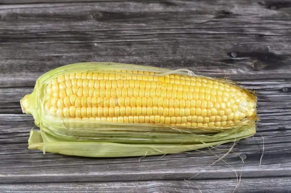 Kukuřice cukrová (Zea mays var. saccharata) 