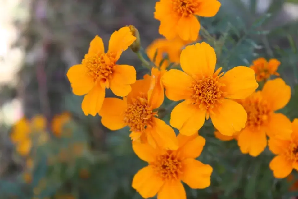 Afrikán neboli aksamitník rozkladitý (Tagetes patula) 