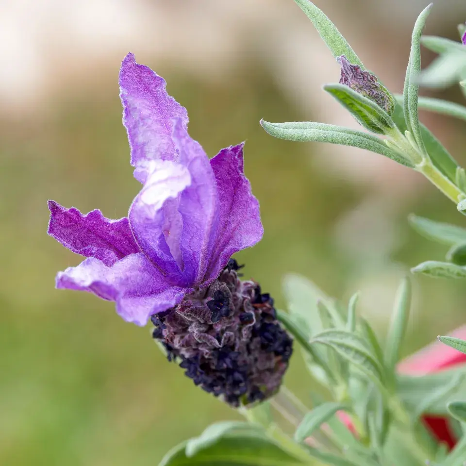 Levandule francouzská