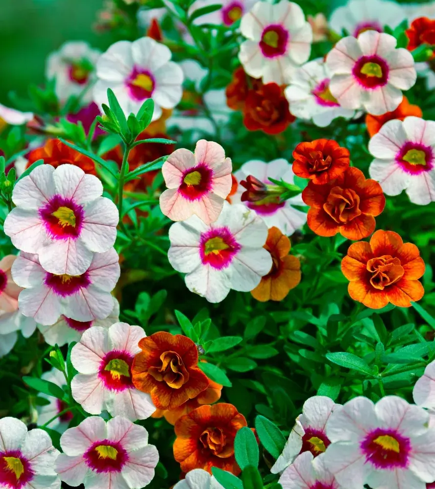 Červenobílé rostliny