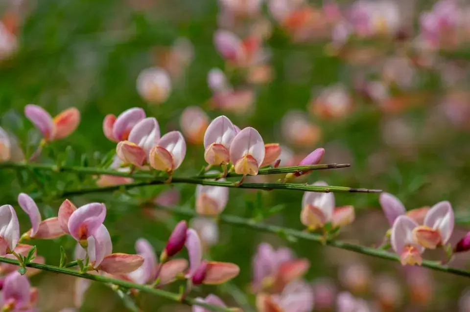 Janovec metlatý (Cytisus scoparius) 