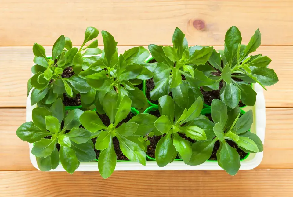 Paprskovka (Osteospermum) 