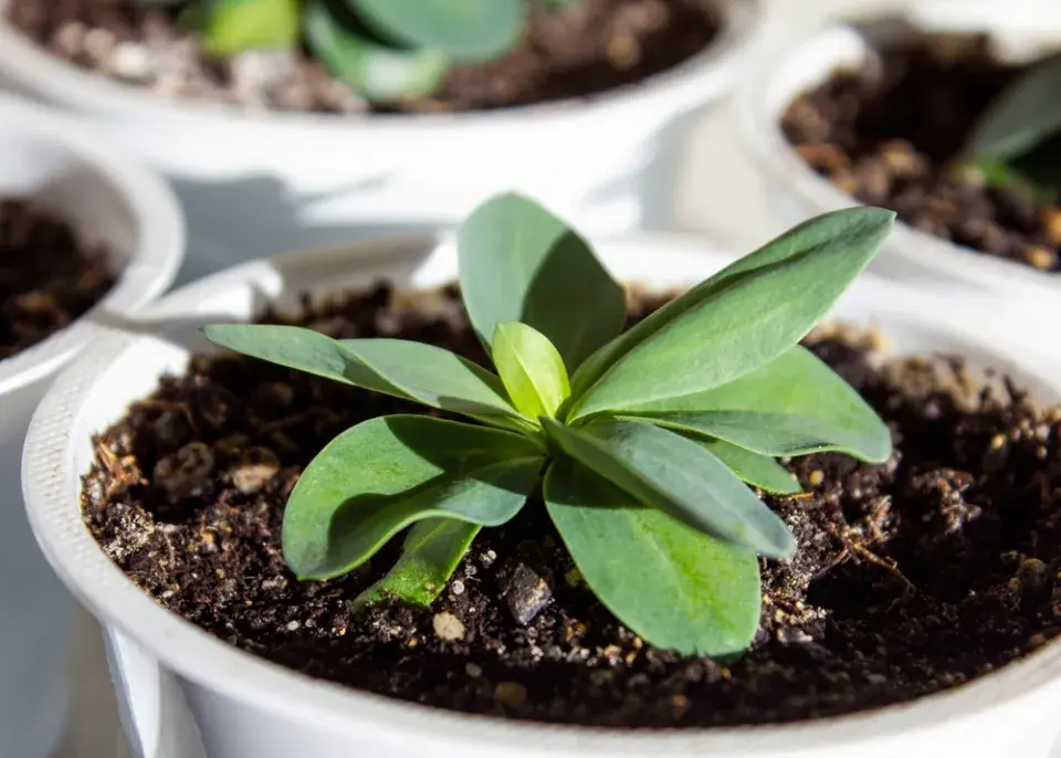 Eustoma (Eustoma grandiflorum) 