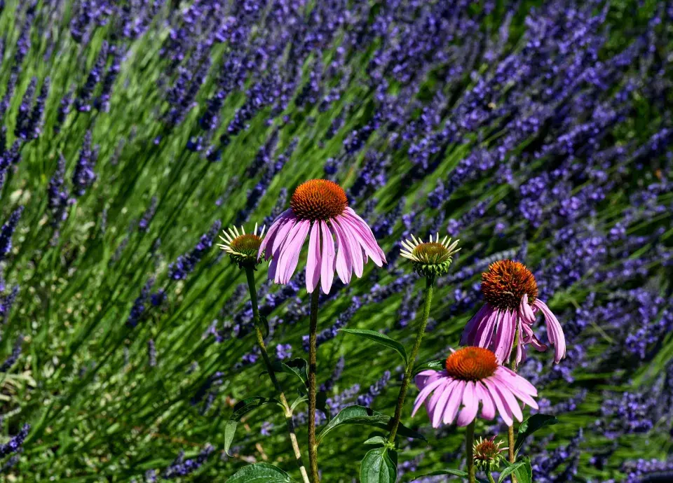 Echinacea a levandule