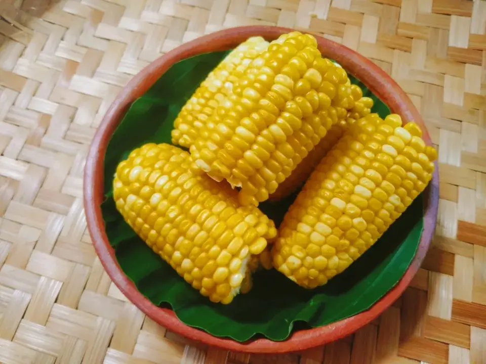 Kukuřice cukrová (Zea mays var. saccharata)