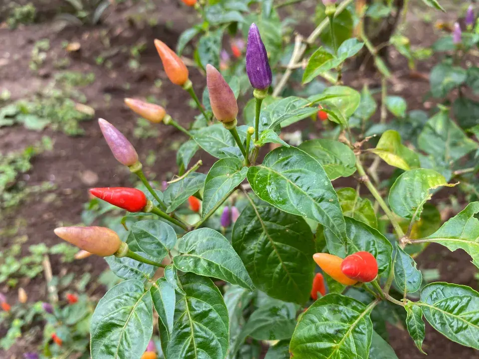 Fialové chilli papričky 