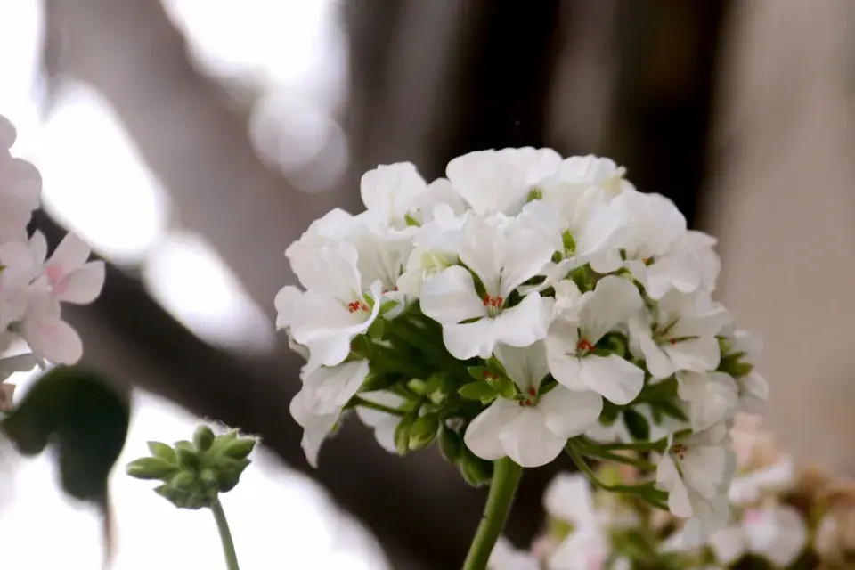 Červenobílé rostliny