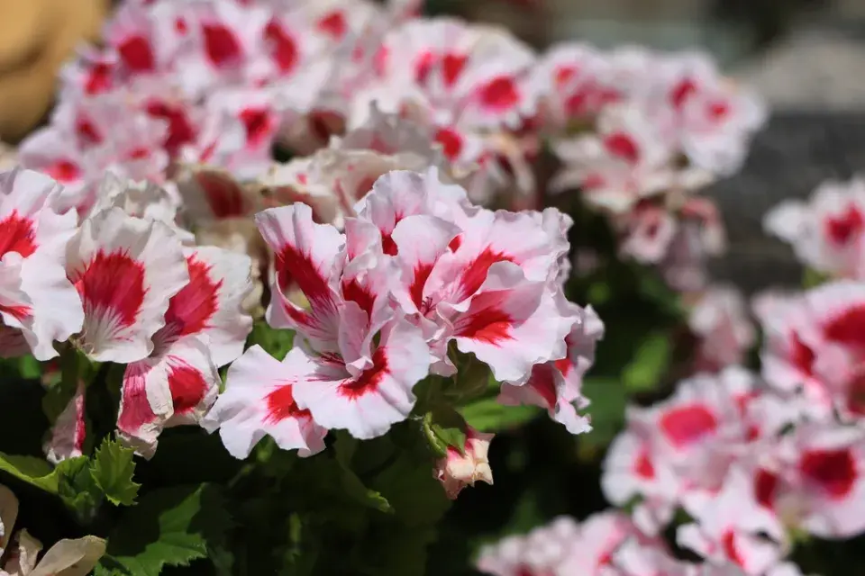 Červenobílé rostliny