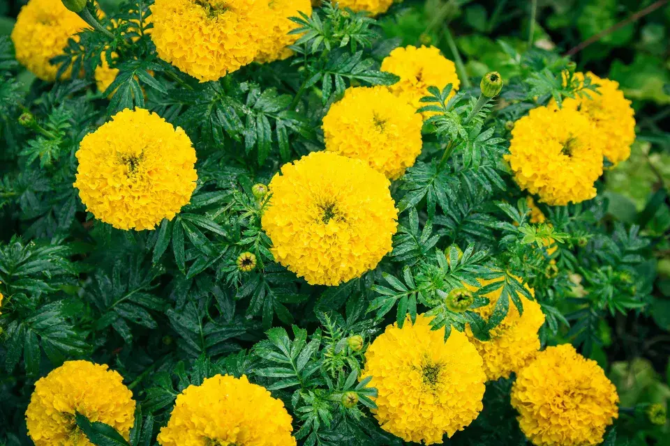 Afrikán vzpřímený