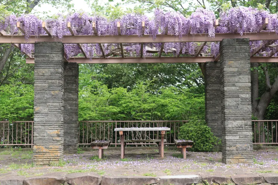 Kamenná pergola s vistárií 