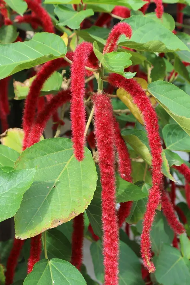 Červenobílé rostliny