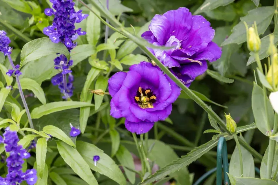 Eustoma (Eustoma grandiflorum) 