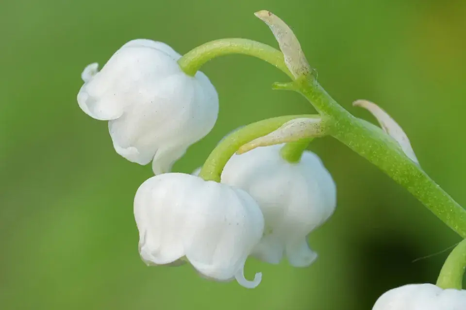 Konvalinka vonná (Convallaria majalis)