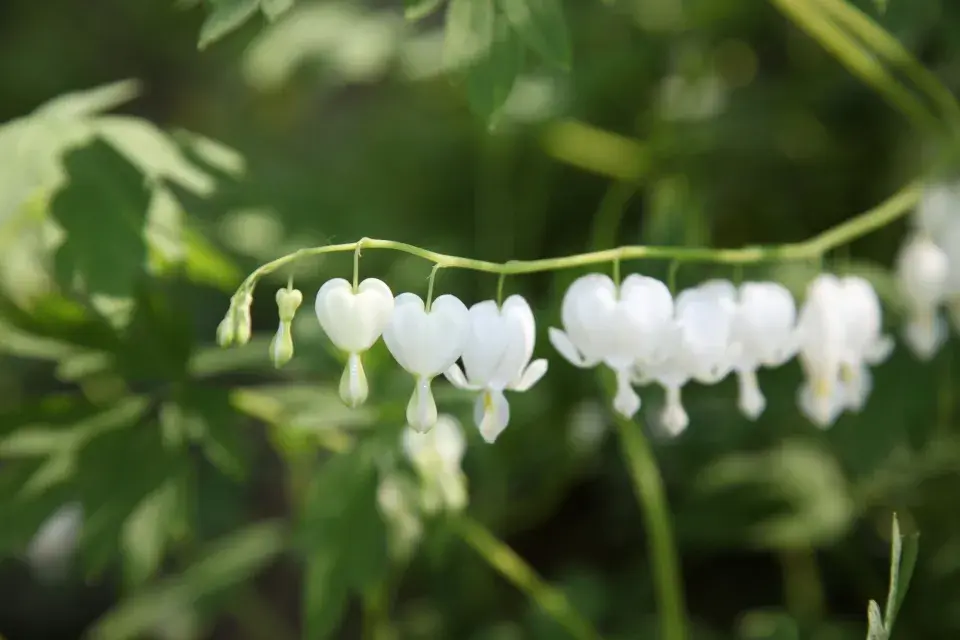 White Gold' (Lamprocapnos [Dicentra] spectabilis)