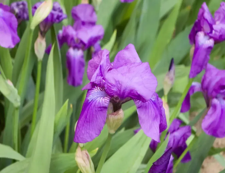 Kosatec německý (Iris x germanica) 