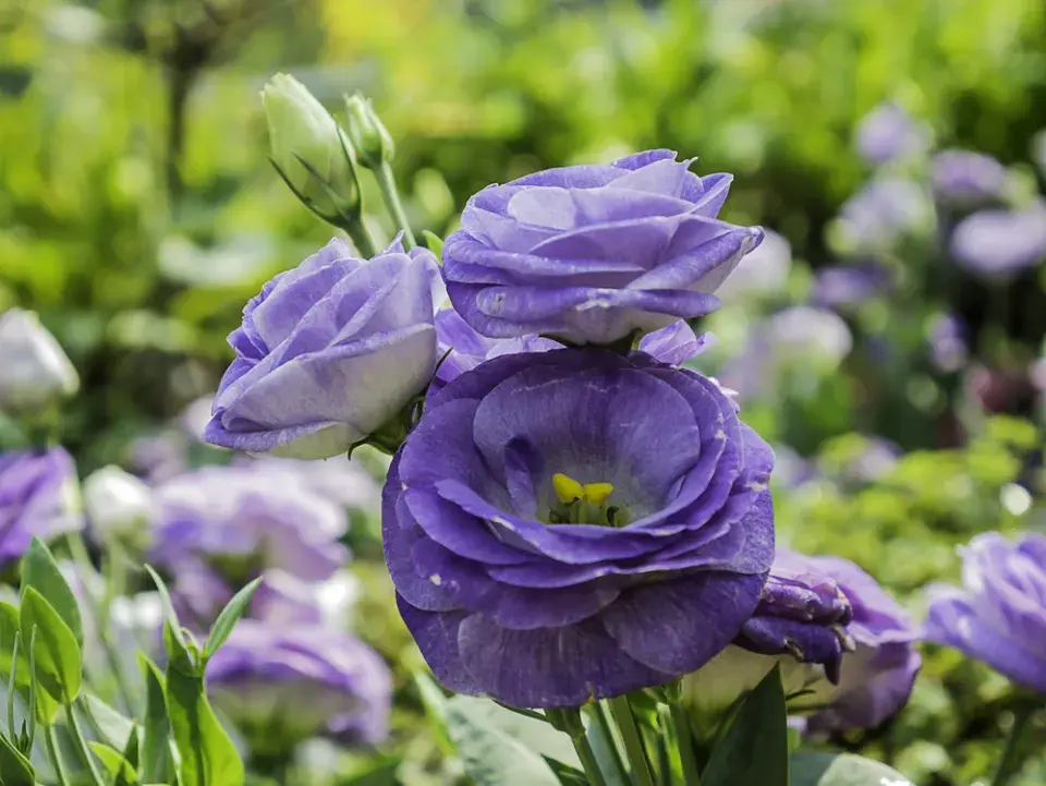 Eustoma (Eustoma grandiflorum) 