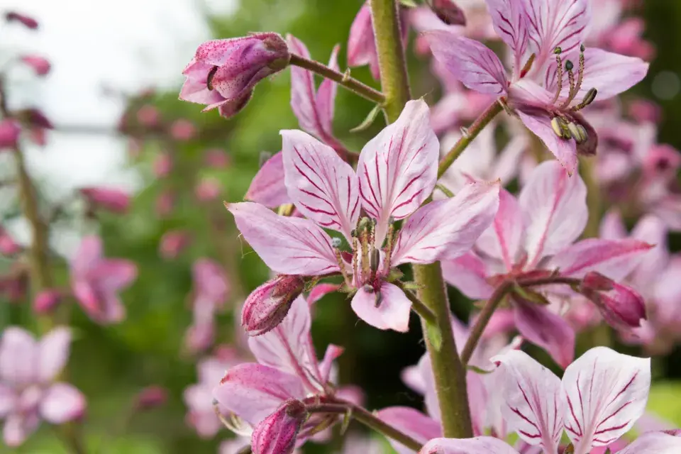 Třemdava bílá (Dictamnus albus) 