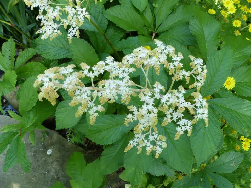 Rodgersie zpeřená (Rodgersia pinnata)