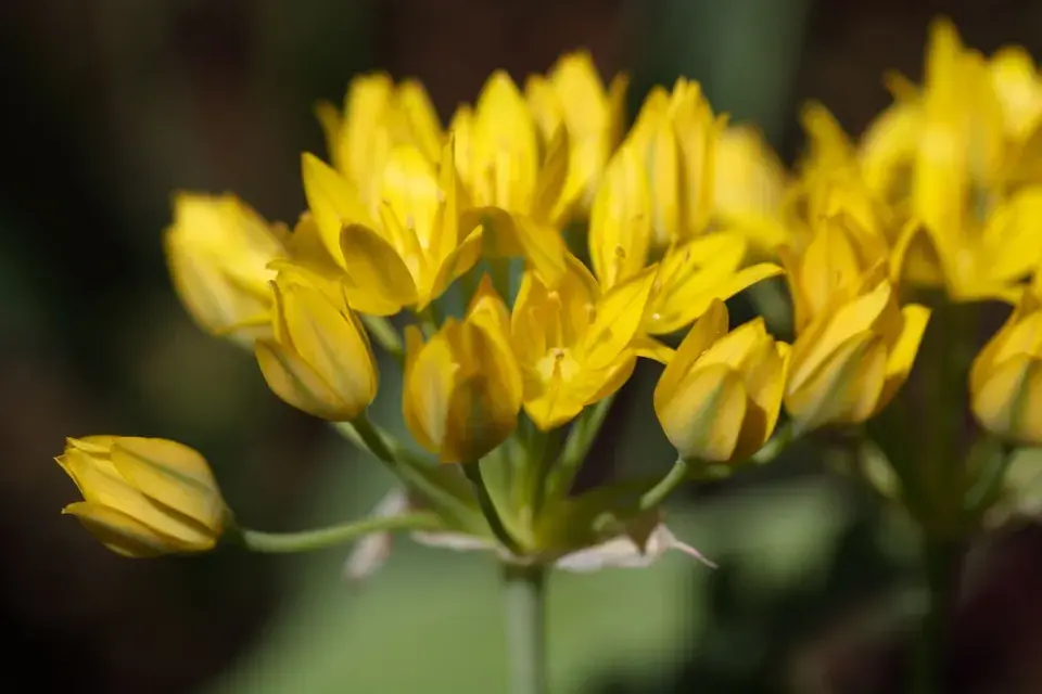 Česnek zlatožlutý (Allium moly)