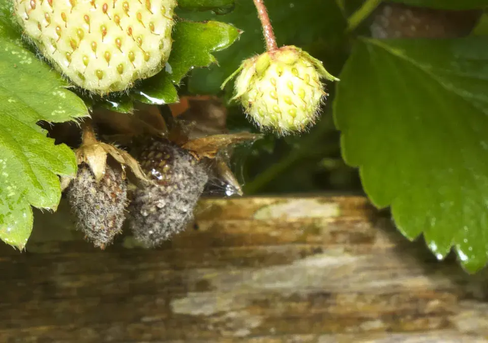 plíseň šedá jahody