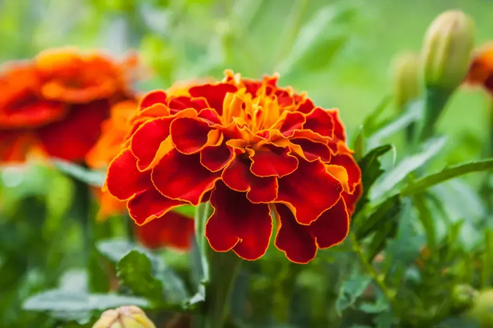 Afrikán neboli aksamitník rozkladitý (Tagetes patula) 