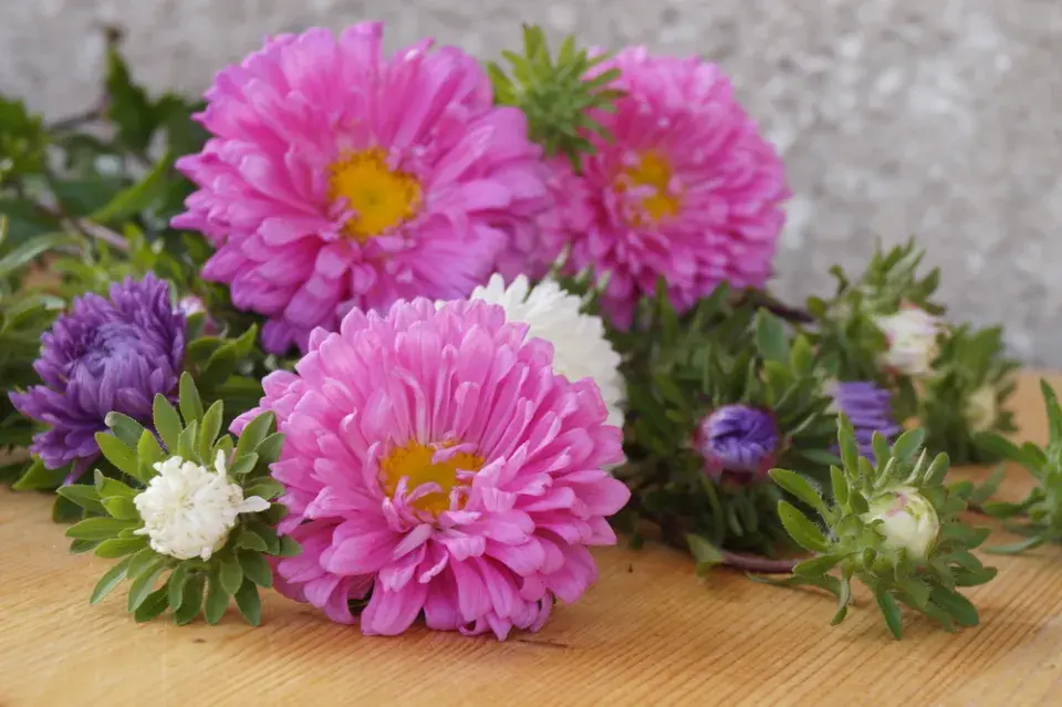 Callistephus chinensis