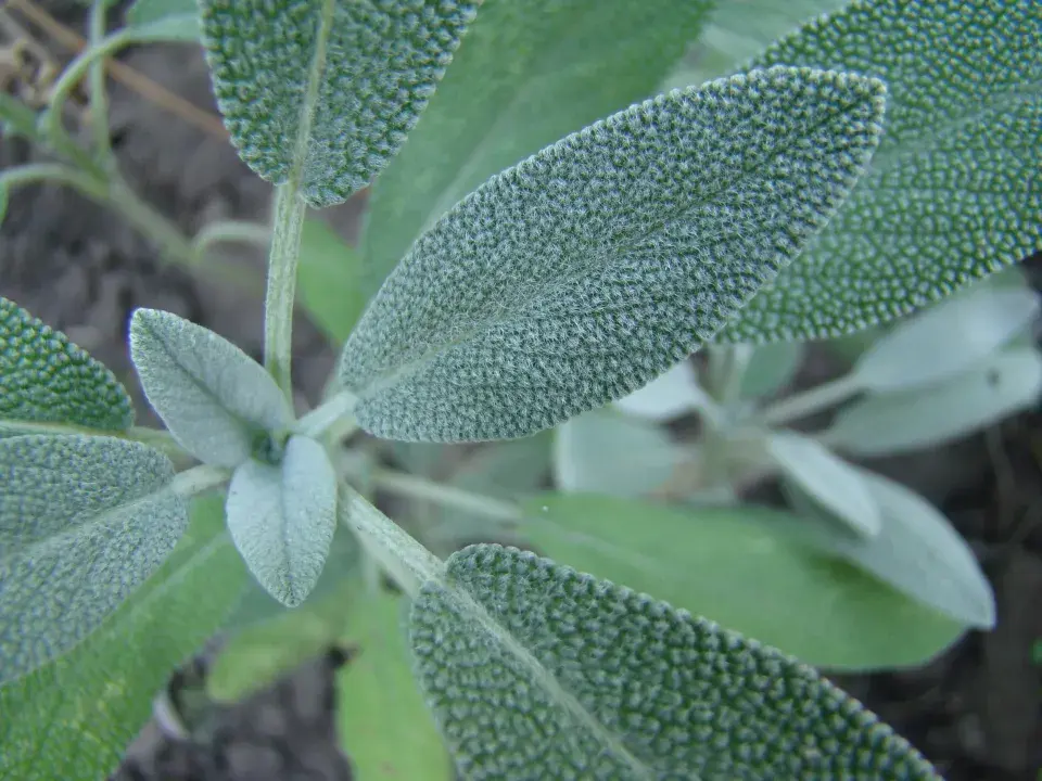 Šalvěj lékařská