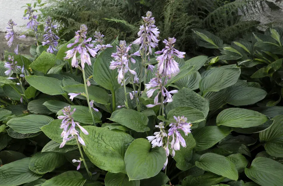 Hosta