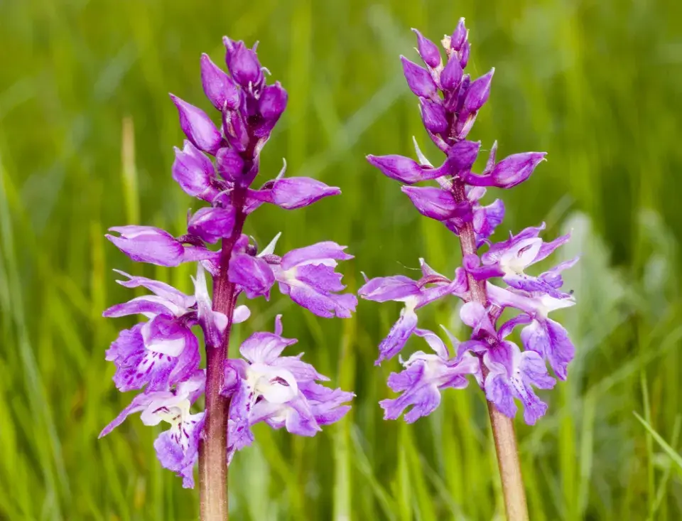 Vstavač mužský (Orchis mascula)