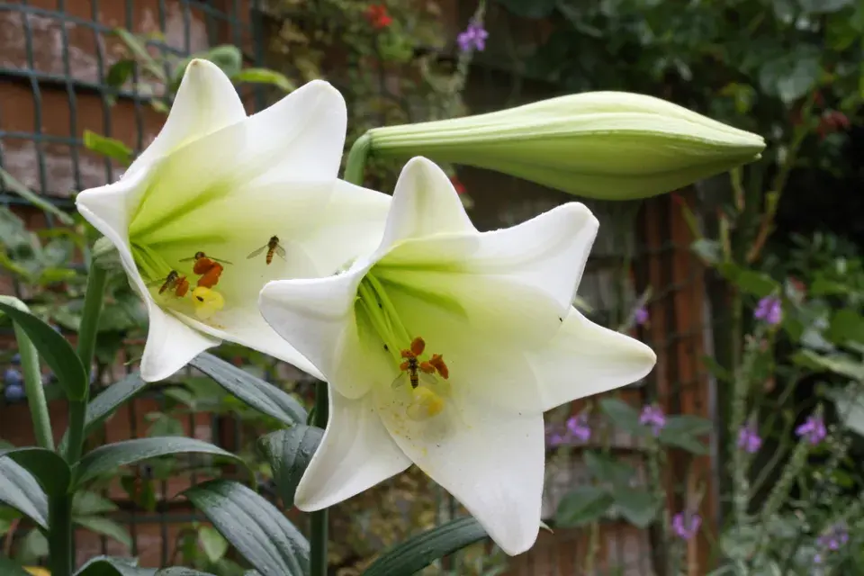 Lilie královská (Lilium regale)