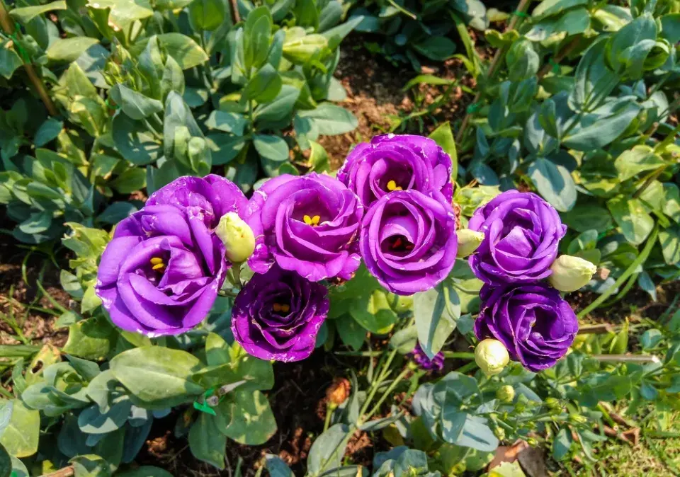 Eustoma (Eustoma grandiflorum) 