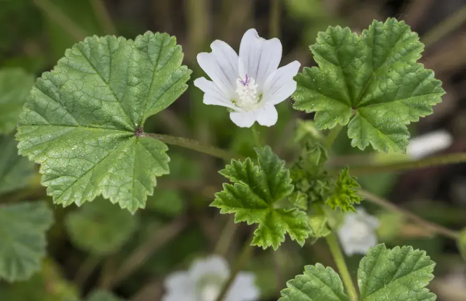 Sléz přehlížený (Malva neglecta)