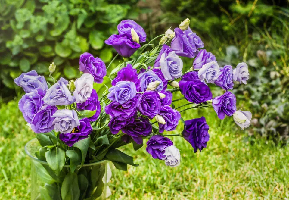 Eustoma (Eustoma grandiflorum) 