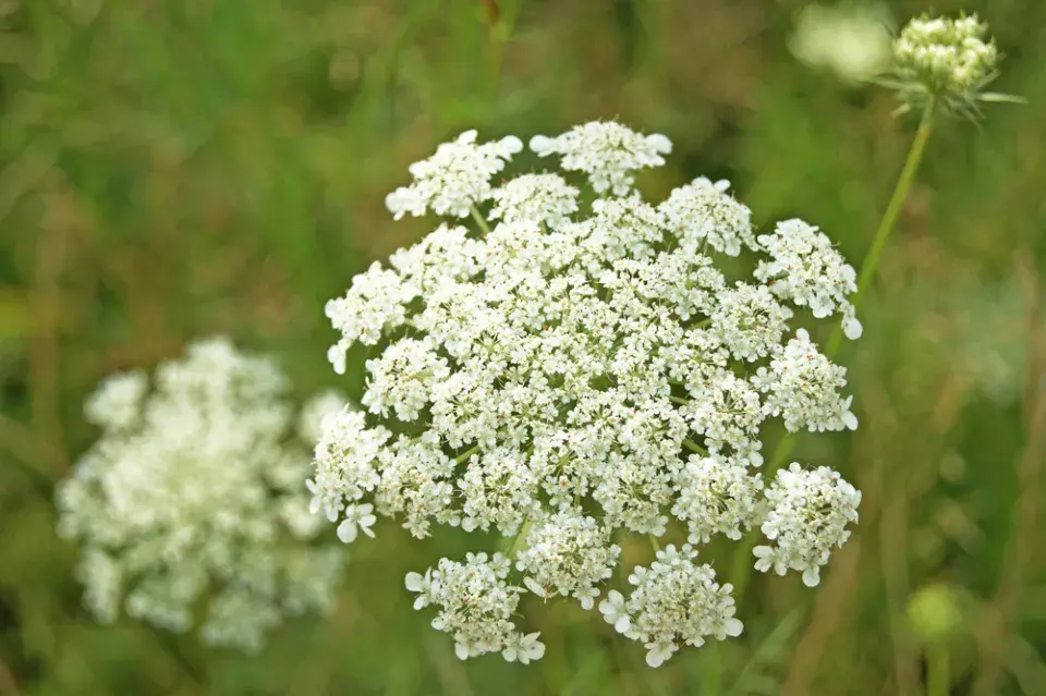 Kmín kořenný (Carum carvi) 
