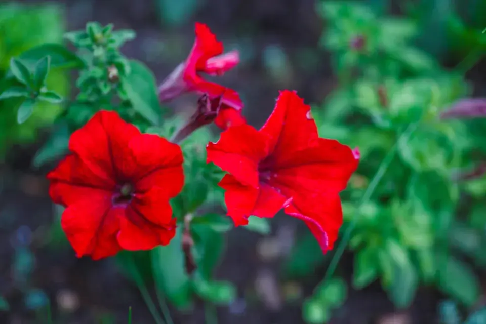 Červenobílé rostliny