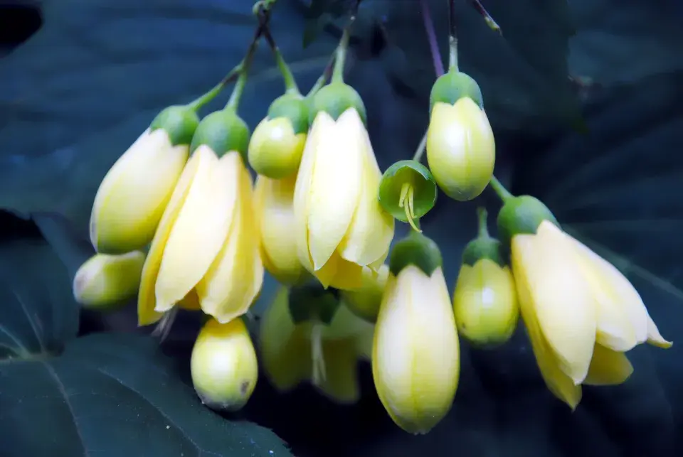 Kirengešoma má nádherné květy