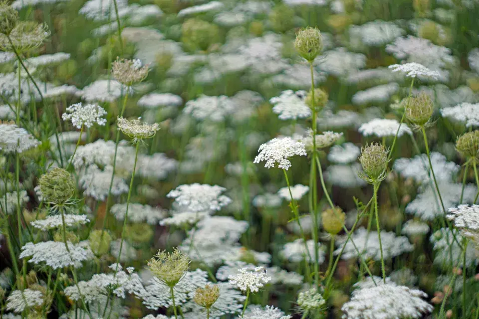 Kmín kořenný (Carum carvi) 
