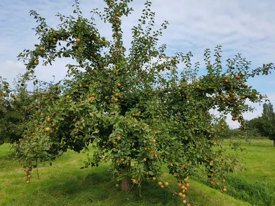 jabloně jarní péče