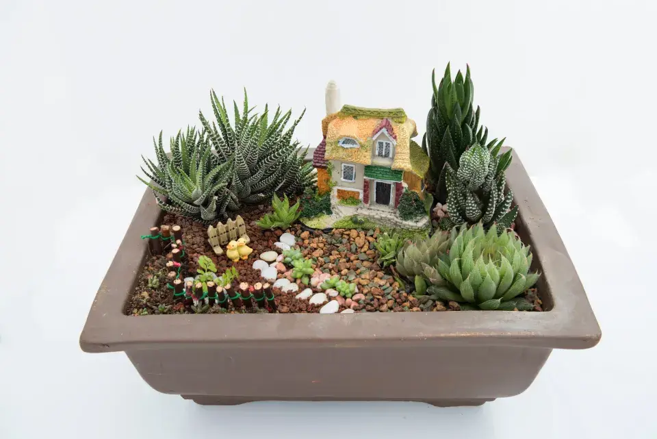 Sukulentní krajinky