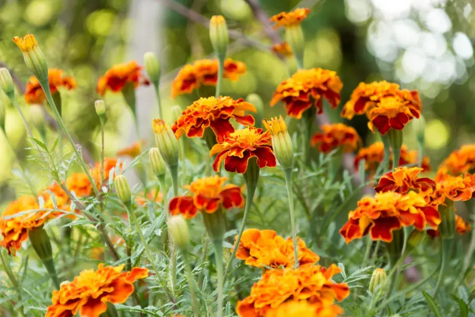 Afrikán neboli aksamitník rozkladitý (Tagetes patula) 
