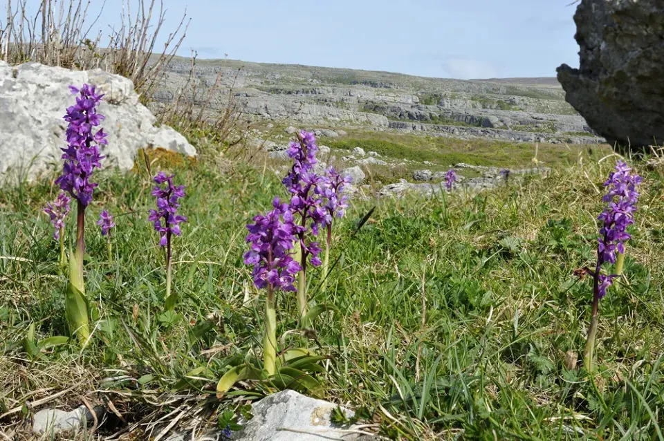 Vstavač mužský (Orchis mascula) 