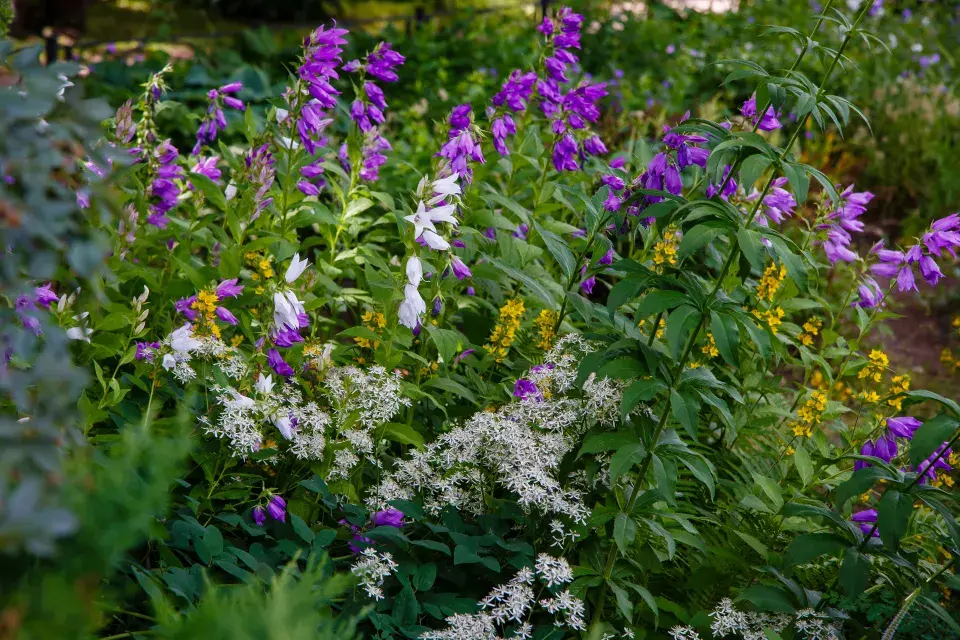 Zvonek širokolistý