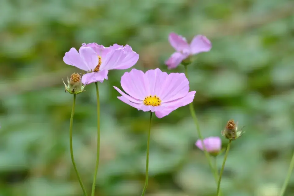 Krásenka zpeřená (Cosmos bipinnatus)