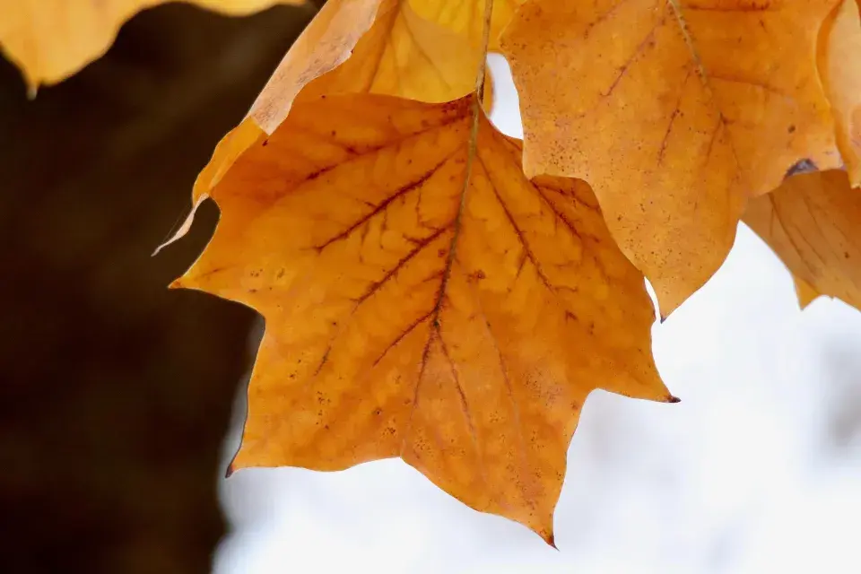 Liliovník tulipánokvětý (Liriodendron tulipifera)