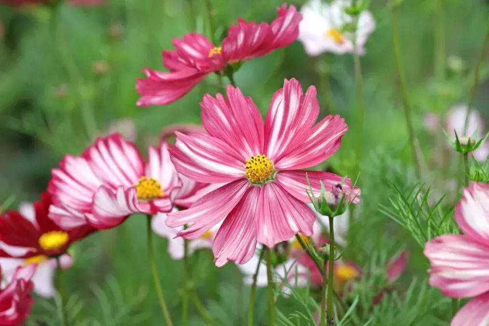 Krásenka zpeřená (Cosmos bipinnatus) 